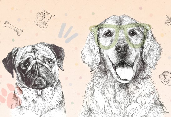 DOGGIES - rainbow - tapeta dziecięca z pieskami