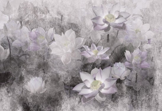 LOTUS BLOSSOM - grey - tapeta do salonu w duże kwiaty